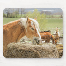 Boerderijpaard dat hooi eet