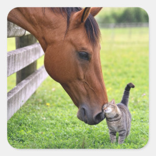 Boerderijpaard met tabbykat vierkante sticker