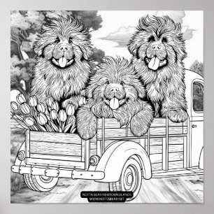 Boerderijtruck Newfoundlander Puppies met tulpen Poster