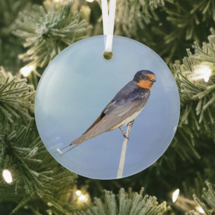 Boerderijzwaluw Vogel Foto Ornament