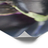 Boeren Marktselectie van Paarse aubergines Poster (Hoek)