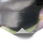 Boeren Marktselectie van Paarse aubergines Poster (Hoek)