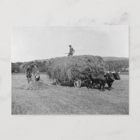 Boeren snijden hooi, 1906 briefkaart (Voorkant)