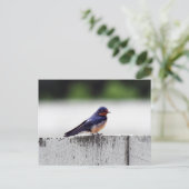 Boerenzwaluw bij Fort Larned Briefkaart (Staand voorkant)