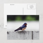 Boerenzwaluw bij Fort Larned Briefkaart (Voorkant / Achterkant)