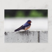 Boerenzwaluw bij Fort Larned Briefkaart (Voorkant)