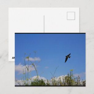 Boerenzwaluw in vlucht briefkaart