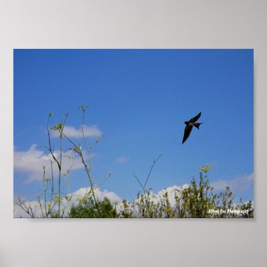 Boerenzwaluw in vlucht poster (Voorkant)