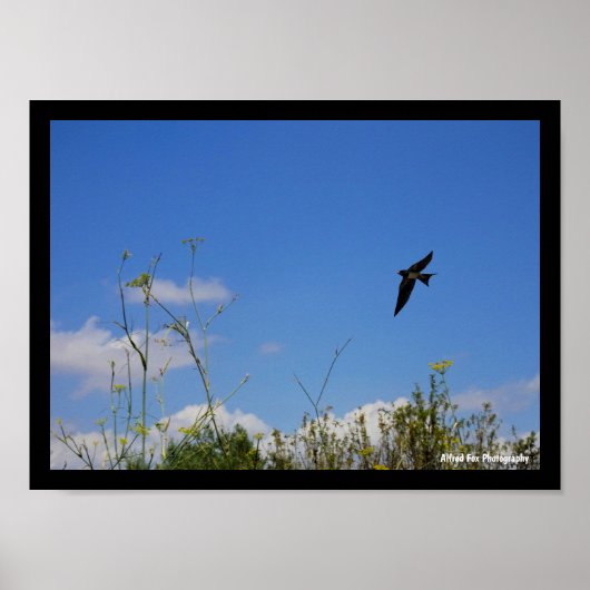 Boerenzwaluw in vlucht poster (Voorkant)