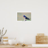 Boerenzwaluw Vogel Foto Poster (Keuken)