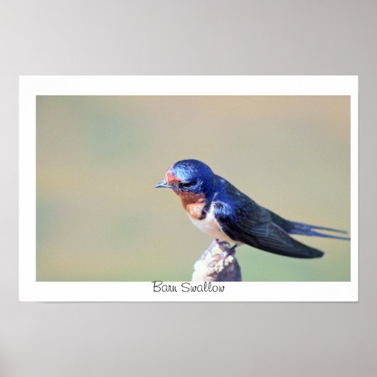 Boerenzwaluw Vogel Foto Poster (Voorkant)