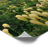 Boergras boven het meer van Grinnell in de Velen Poster (Hoek)