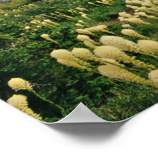 Boergras boven het meer van Grinnell in de Velen Poster (Hoek)