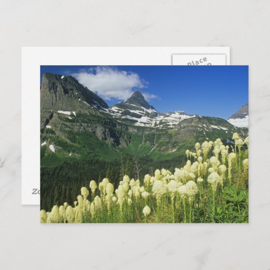 Boergras nabij Logan Pass in Gacier National Briefkaart (Voorkant / Achterkant)