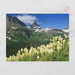 Boergras nabij Logan Pass in Gacier National Briefkaart
