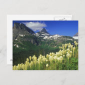 Boergras op Logan Pass in het Nationaal Park Glaci Briefkaart (Voorkant / Achterkant)