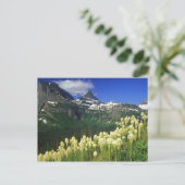 Boergras op Logan Pass in het Nationaal Park Glaci Briefkaart (Staand voorkant)
