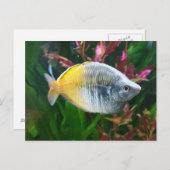 Boesemani Rainbow Briefkaart (Voorkant / Achterkant)