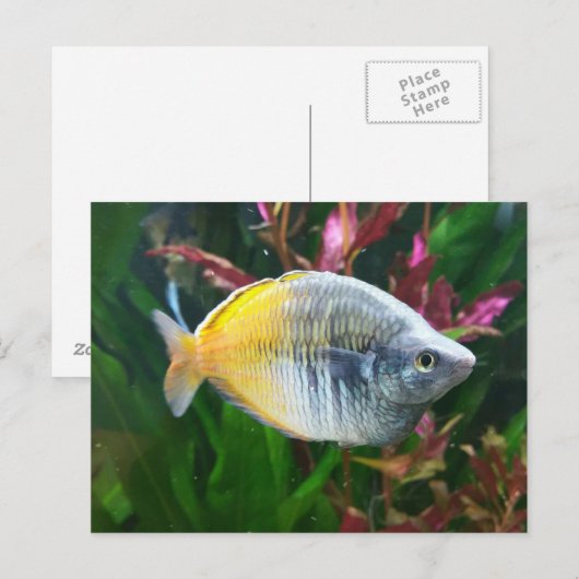 Boesemani Rainbow Briefkaart (Voorkant / Achterkant)