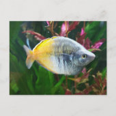 Boesemani Rainbow Briefkaart (Voorkant)