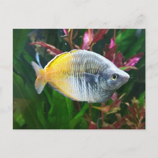 Boesemani Rainbow Briefkaart (Voorkant)