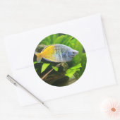 Boesemani Rainbow Ronde Sticker (Envelop)