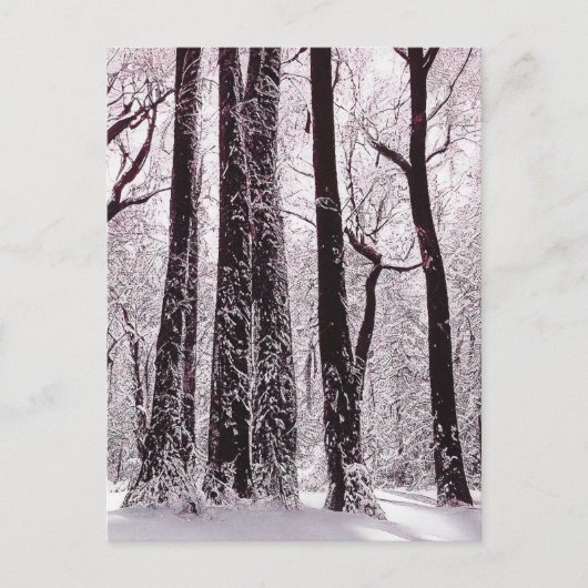 BOEST BOSSEN SNOWY WINTER SCENERY BRIEFKAART (Voorkant)