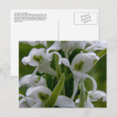 Bog Candle Orchid Blossom, Unalaska Island Briefkaart (Voorkant / Achterkant)