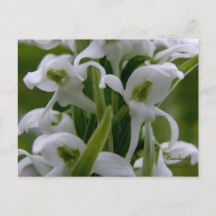 Bog Candle Orchid Blossom, Unalaska Island Briefkaart