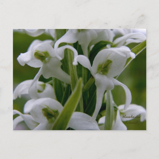 Bog Candle Orchid Blossom, Unalaska Island Briefkaart (Voorkant)
