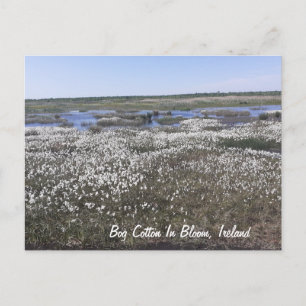 Bog Cotton in Bloom, Offaly, Ierland Briefkaart