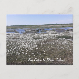 Bog Cotton in Bloom, Offaly, Ierland Briefkaart