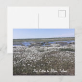 Bog Cotton in Bloom, Offaly, Ierland Briefkaart (Voorkant / Achterkant)