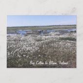 Bog Cotton in Bloom, Offaly, Ierland Briefkaart (Voorkant)