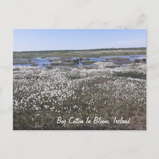 Bog Cotton in Bloom, Offaly, Ierland Briefkaart (Voorkant)