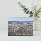 Bog Cotton in Bloom, Offaly, Ierland Briefkaart (Staand voorkant)