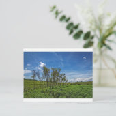Bog Forest bij Big Meadows Briefkaart (Staand voorkant)