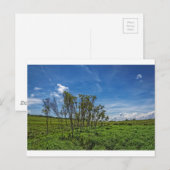Bog Forest bij Big Meadows Briefkaart (Voorkant / Achterkant)