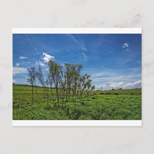Bog Forest bij Big Meadows Briefkaart (Voorkant)