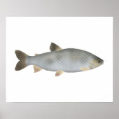 Boga Poster (Voorkant)
