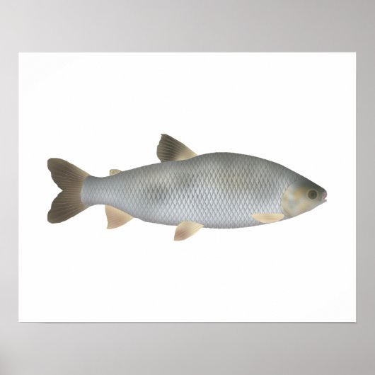 Boga Poster (Voorkant)
