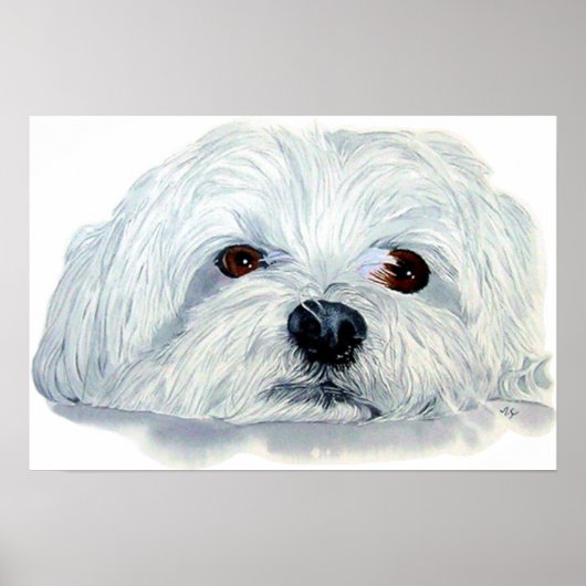 Bogart de Maltese Canvas Print (Voorkant)