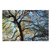 Bogen van licht foto afdruk (Voorkant)