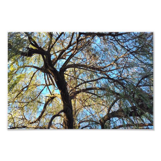 Bogen van licht foto afdruk (Voorkant)