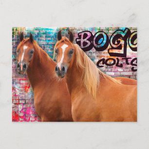 BOGO Colts - Graffiti Post Card - Arabische paarde Briefkaart