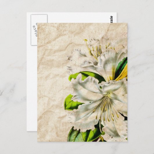 Boheemse Franse botanische kunst vlinder witte lel Briefkaart (Voorkant / Achterkant)