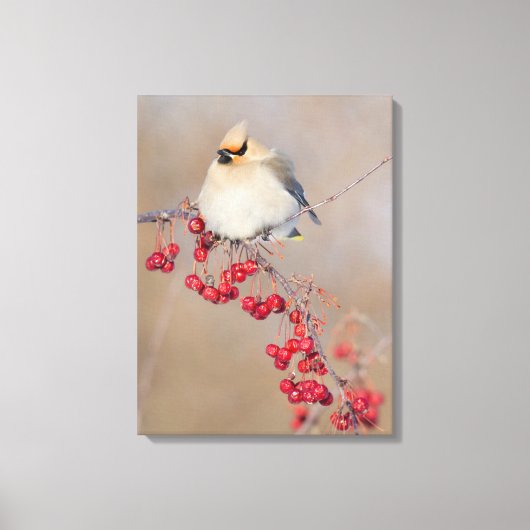 Boheemse pestvogel in de winter, Canada Canvas Afdruk (Voorkant)