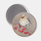Boheemse pestvogel in de winter, Canada Magneet (Voorkant / Achterkant)