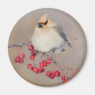 Boheemse pestvogel in de winter, Canada Magneet