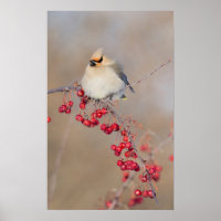 Boheemse pestvogel in de winter, Canada